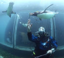 PENGUIN DIVING 12